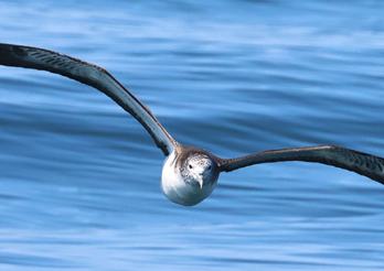 海鳥観察の旅 SEABIRD TOUR